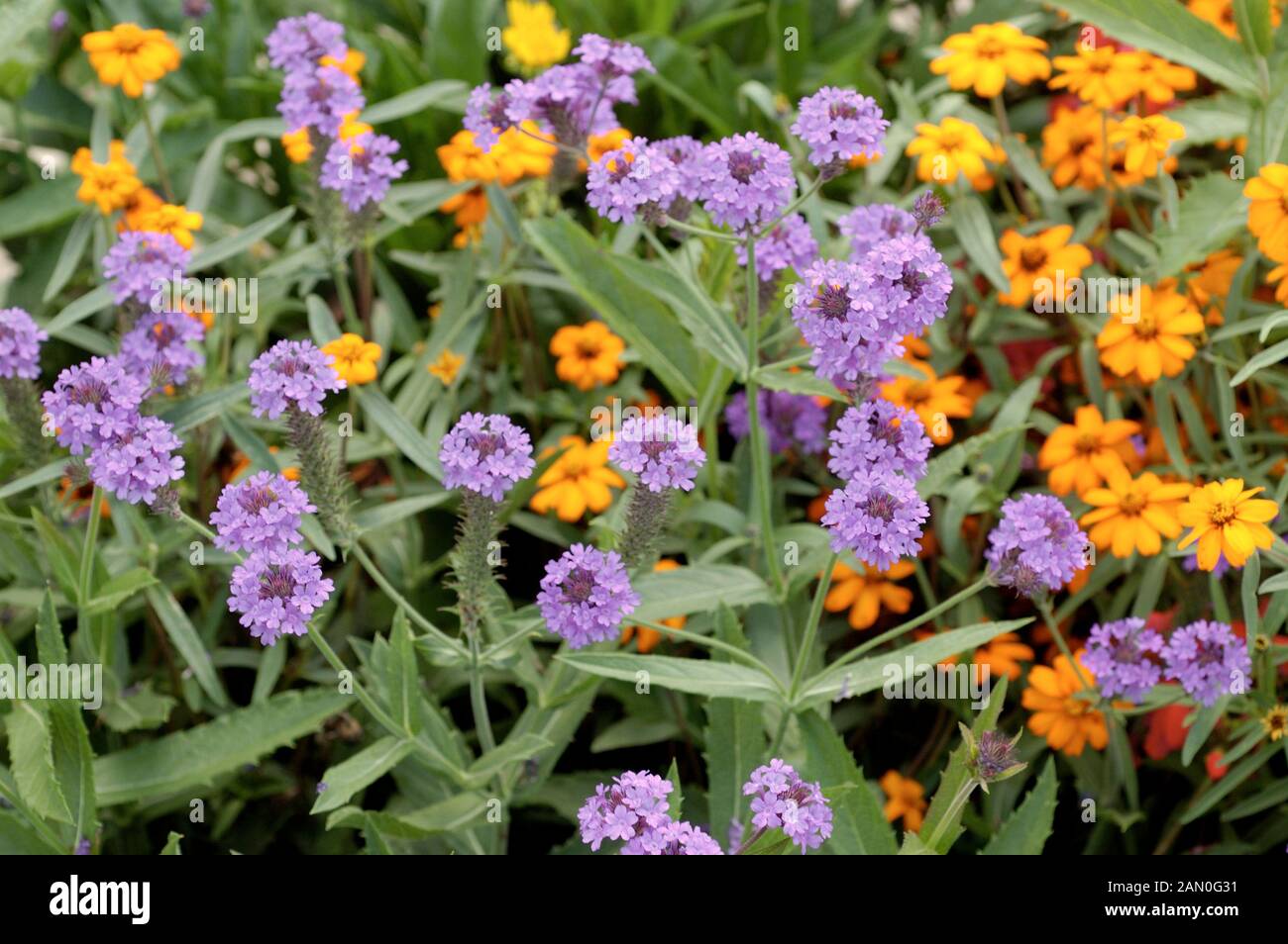 VERBENA RIGIDA SANTOS Stockfoto