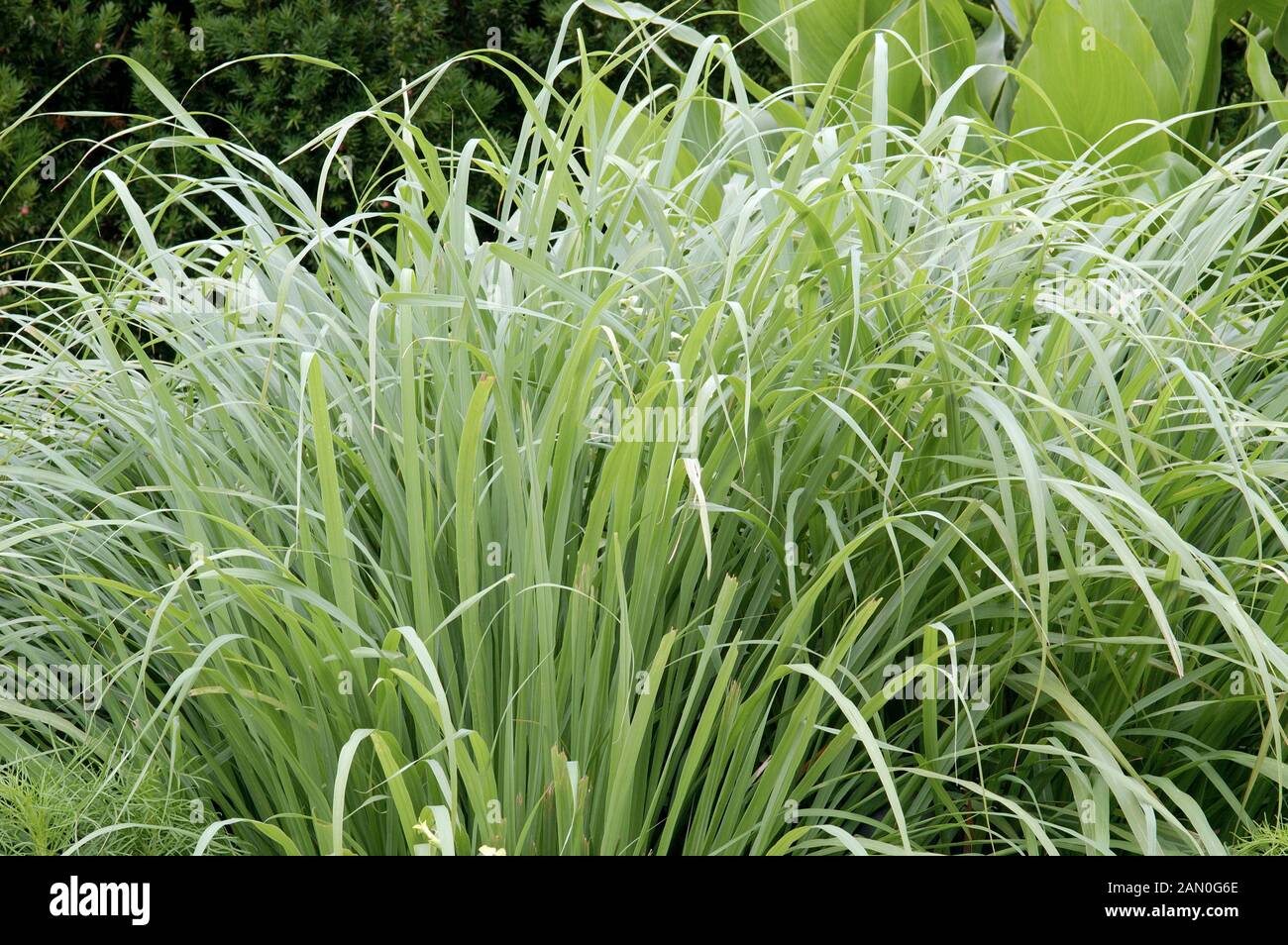 CYMBOPOGON CITRATUS LEMON GRASS Stockfoto
