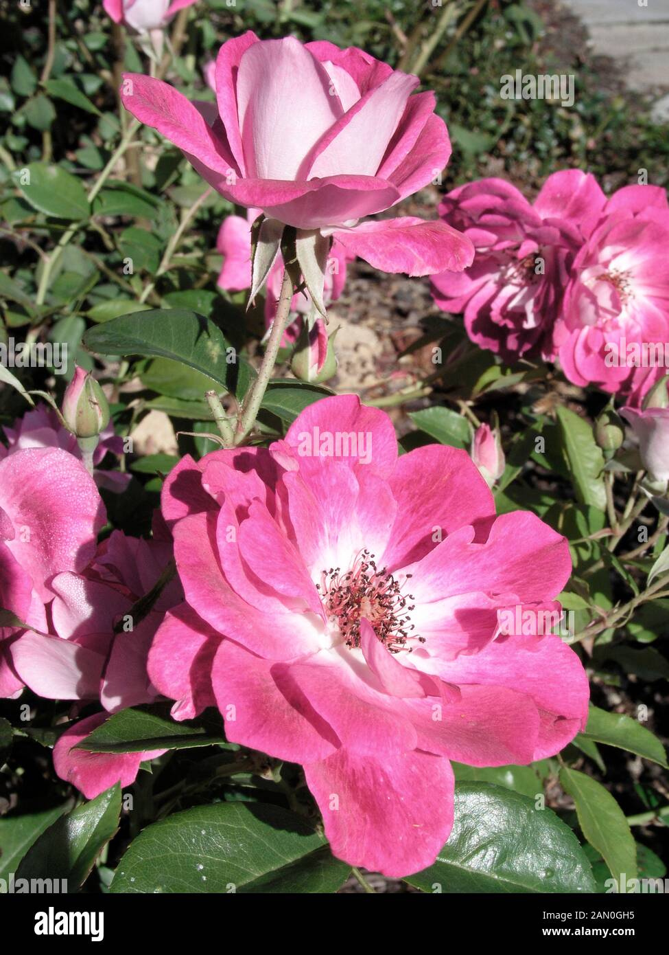 ROSA BRILLANT ROSA EISBERG Stockfoto