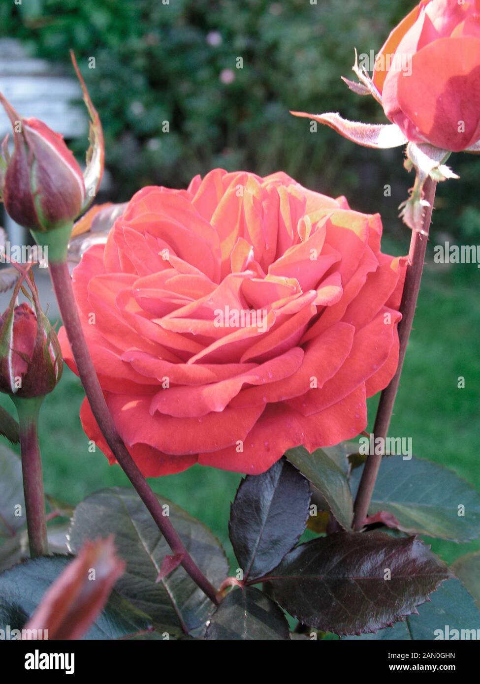 ROSA REBA MCENTIRE Stockfoto