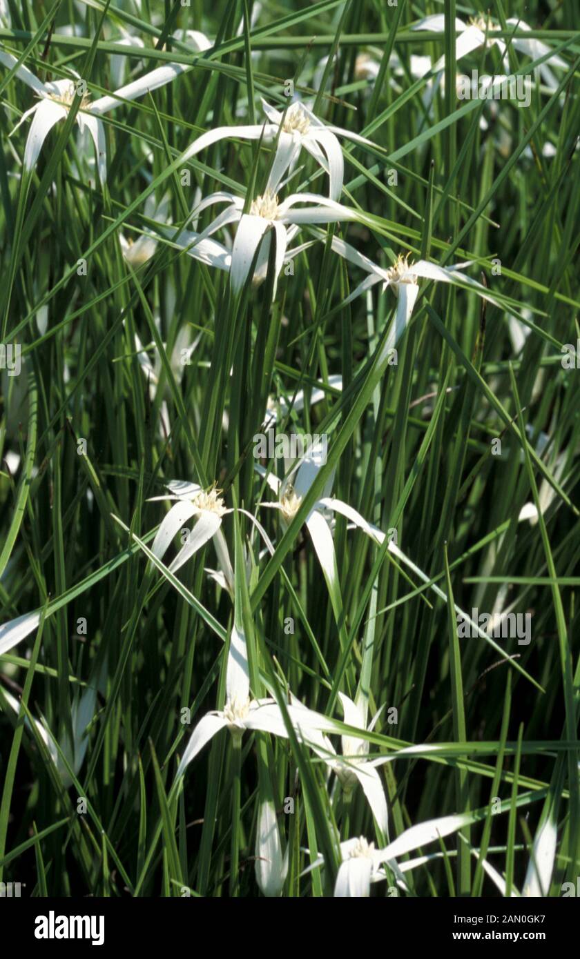 RHYNCHOSPORA LATIFOLIA GRASS CYPERACEAE Stockfoto