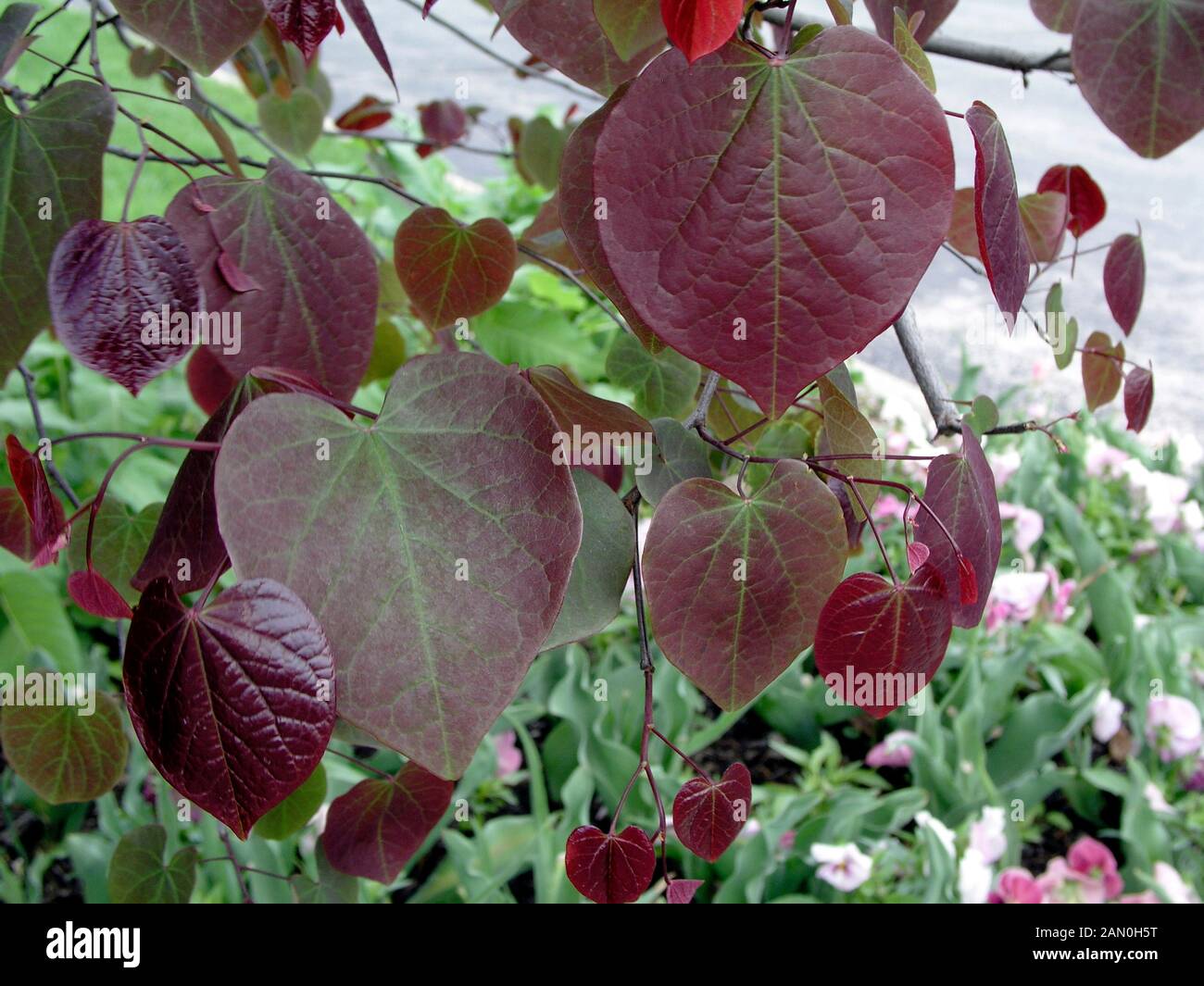 CERCIS FOREST PANSY Stockfoto