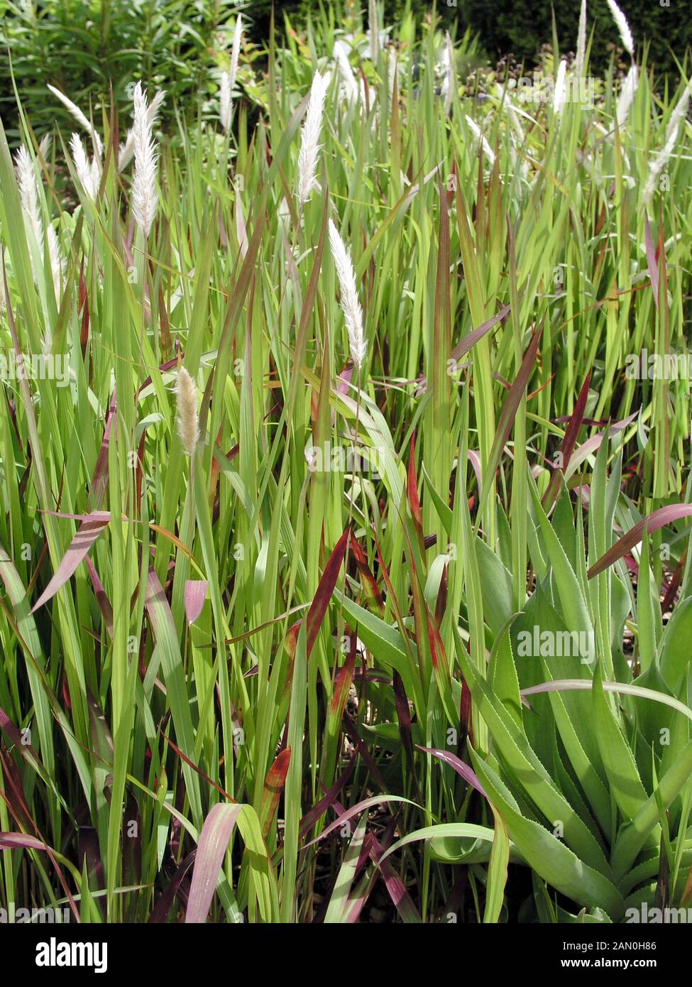 IMPERATA CYLINDRICA RED BARON Stockfoto