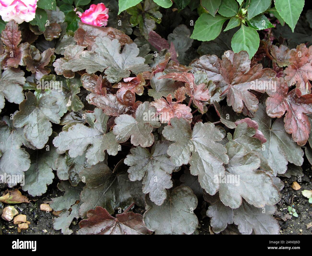 HEUCHERELLA BRÜNIERT BRONZE Stockfoto