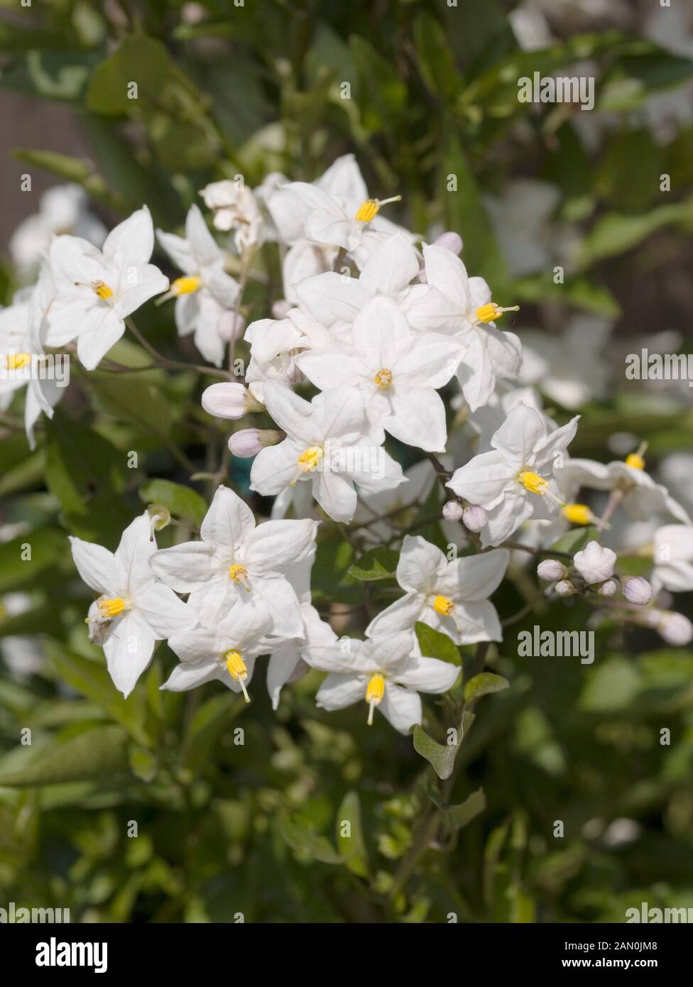 SOLANUM JASMINOIDES WEIßE KARTOFFEL REBE. Stockfoto