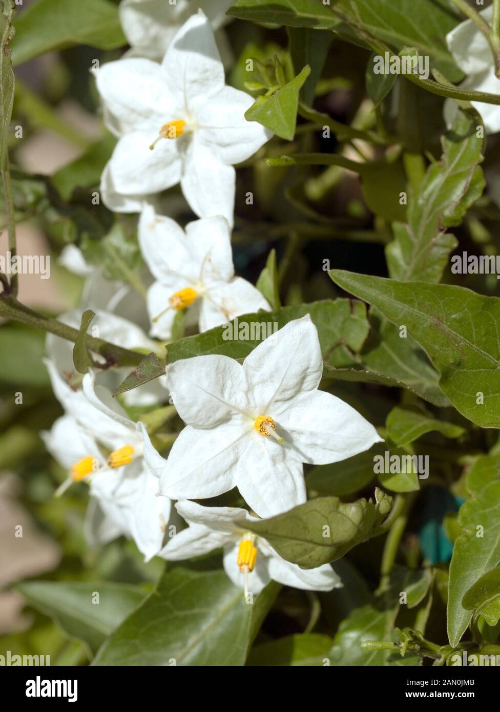 SOLANUM JASMINOIDES WHITE POTATO VINE Stockfoto