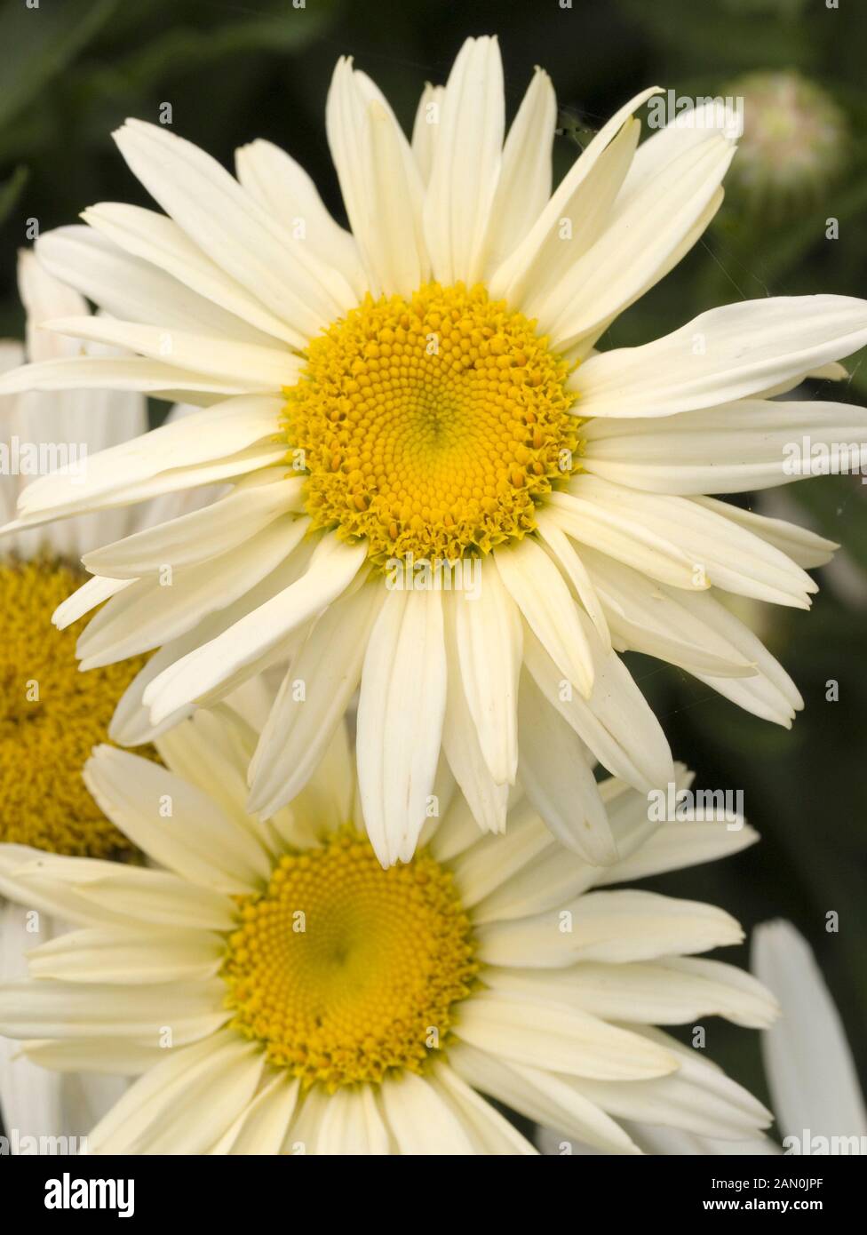 LEUCANTHEMUM BROADWAY LIGHTS Stockfoto