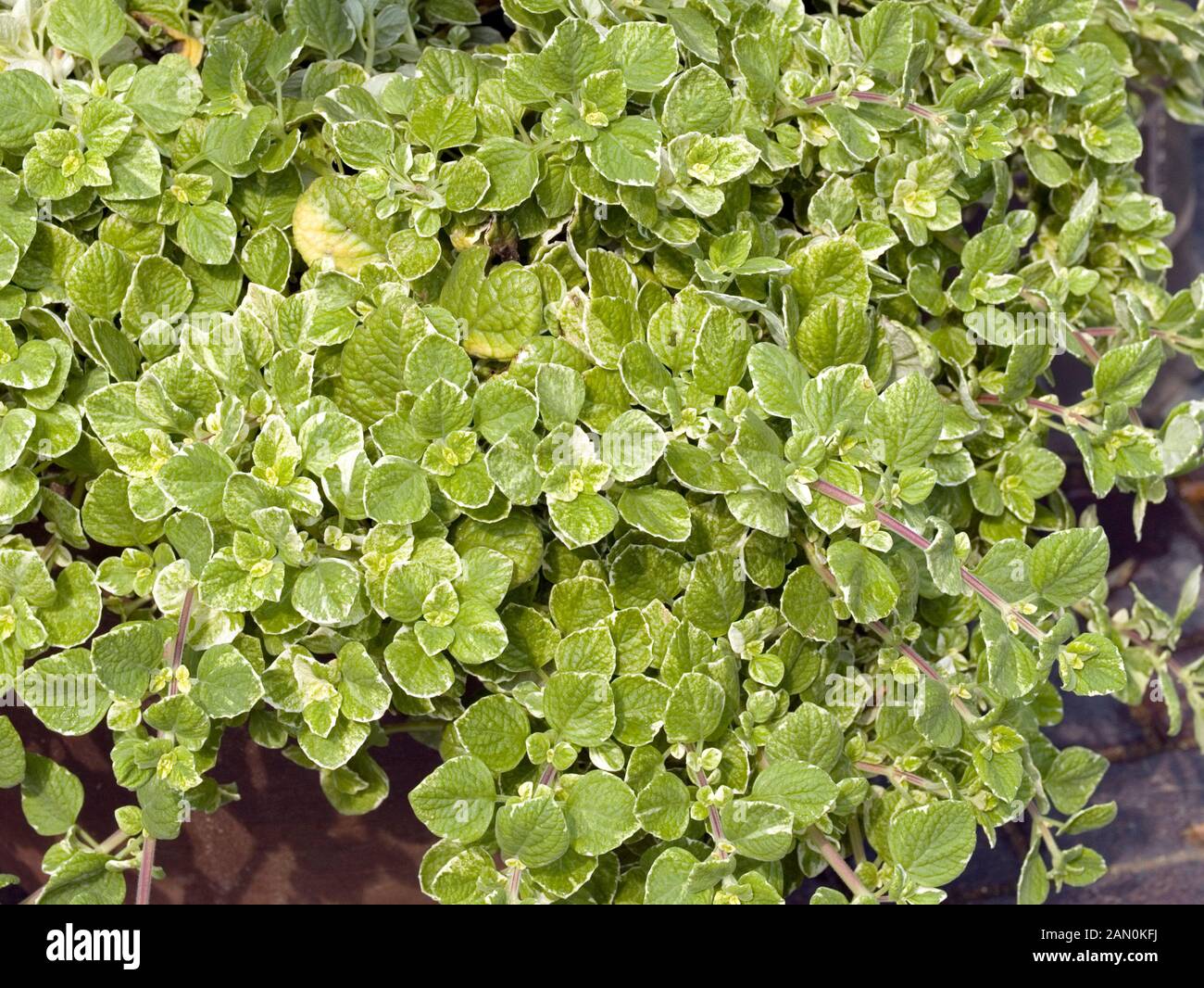 PLECTRANTHUS COLEOIDES '' FROSTED JADE'' Stockfoto