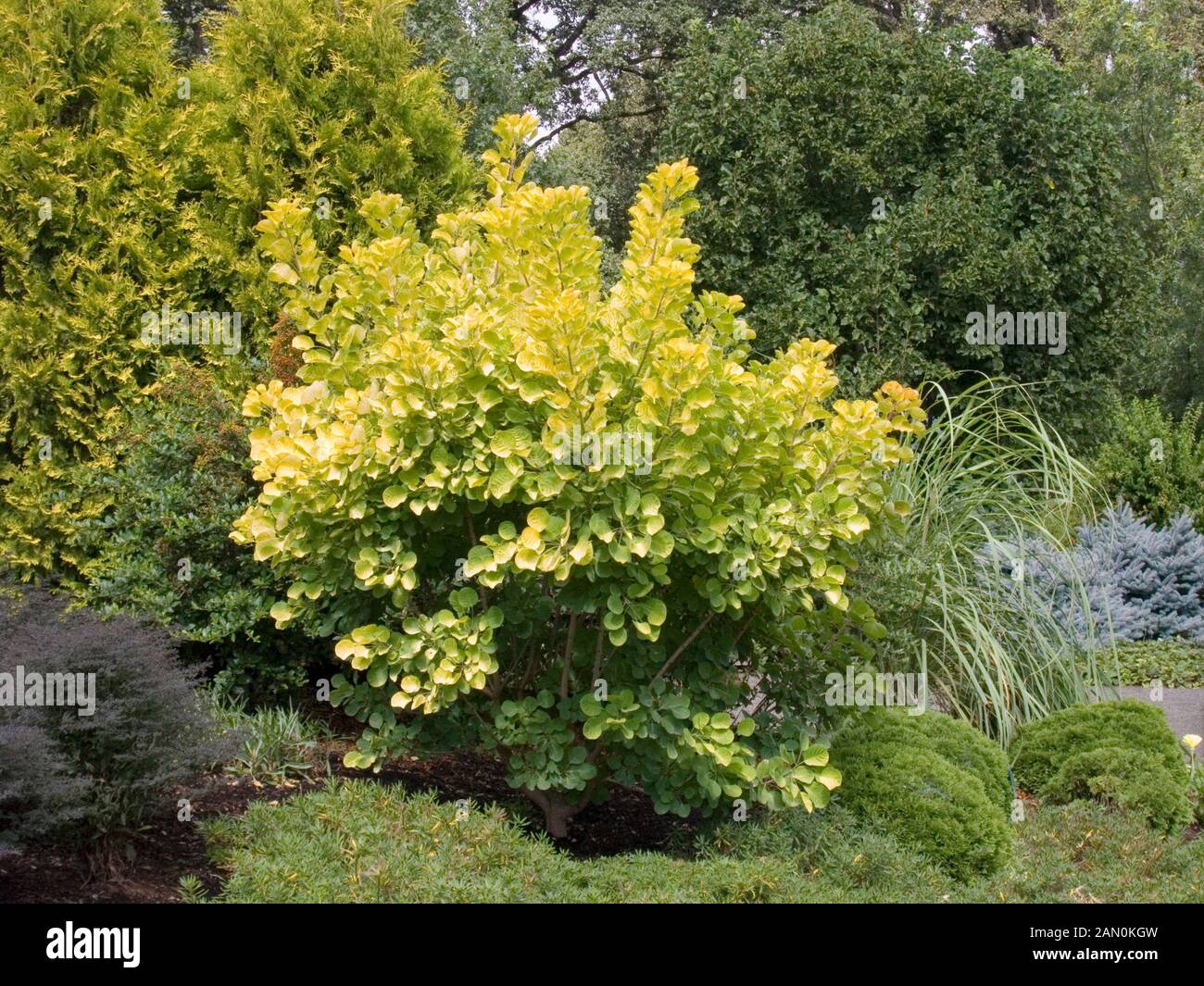 COTINUS COGGYGRIA 'GOLDEN SPIRIT' (RAUCH BUSH 'GOLDEN SPIRIT') Stockfoto