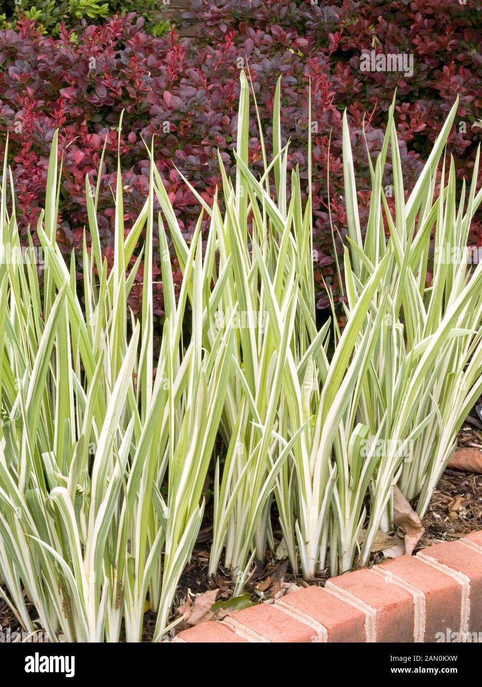 IRIS PALLIDA ALBOVARIEGATA BERBERIS NACH HINTEN. Stockfoto