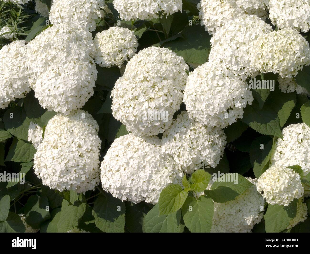 HYDRANGEA ARBORESCENS ANNABELLE Stockfoto