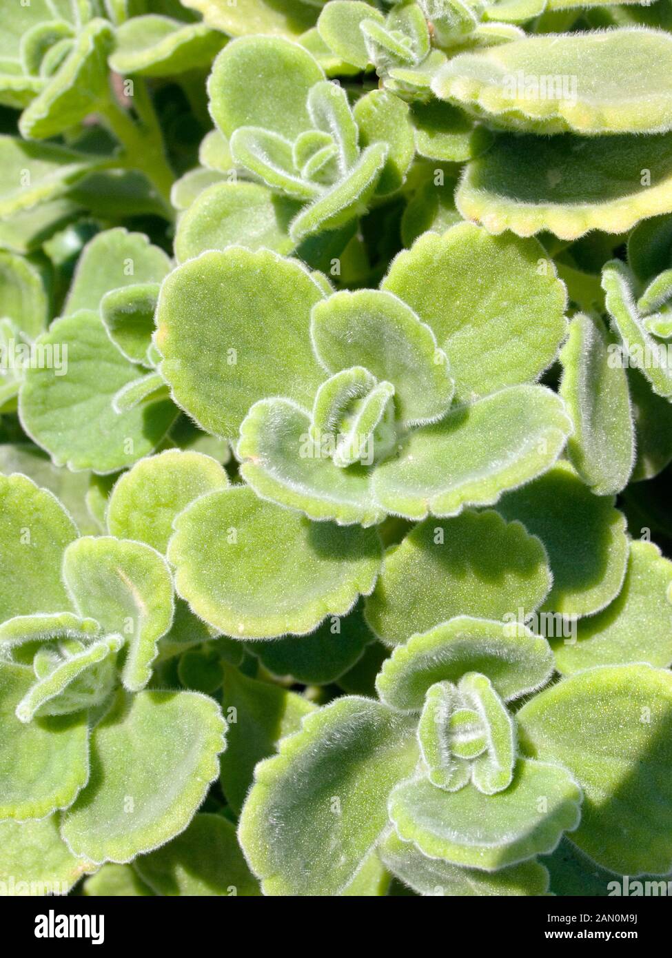 PLECTRANTHUS AMBOINICUS Stockfoto