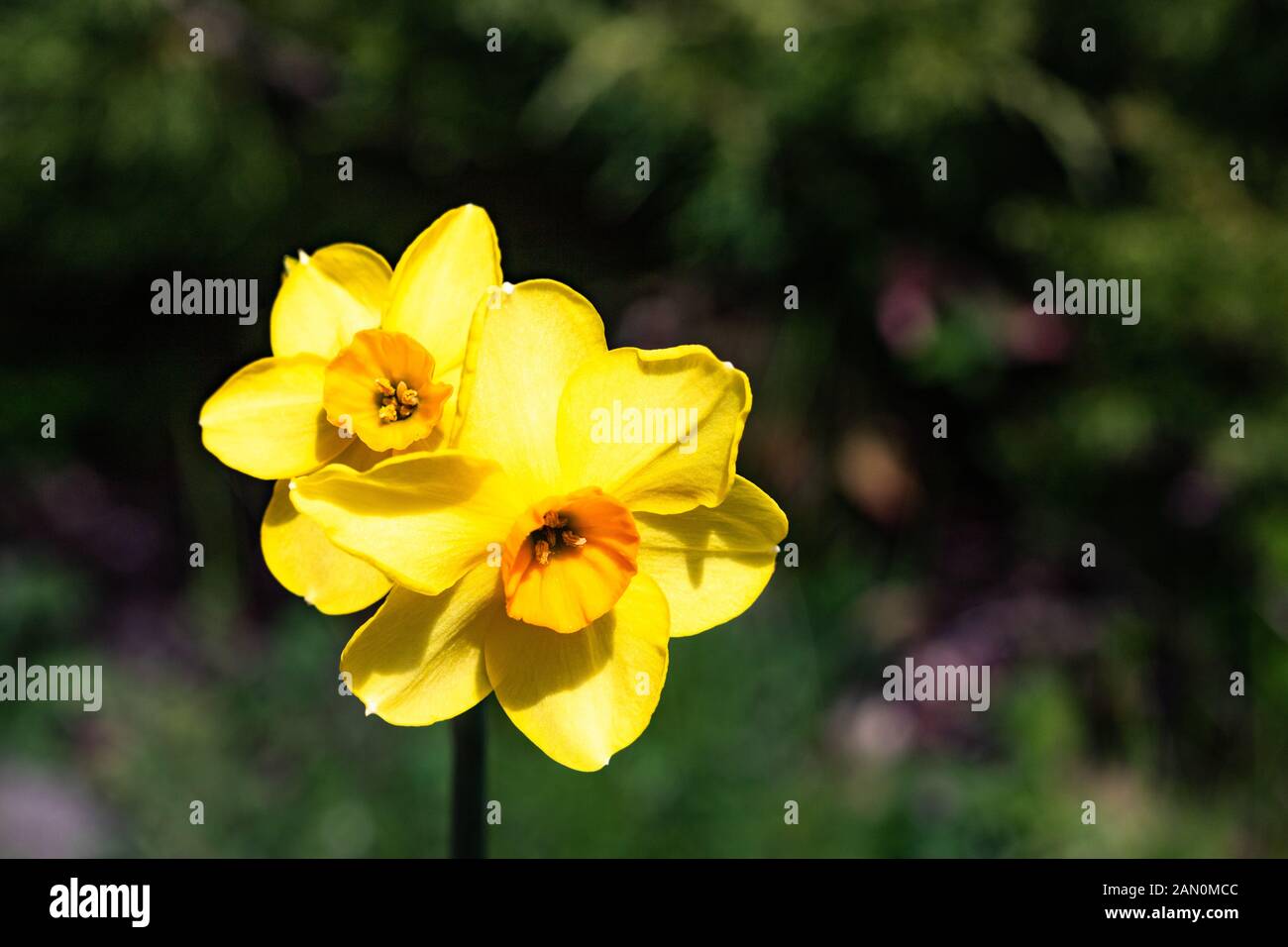 Zwei kleine helle, happy, fröhlich, gelb gold orange kleine Schale einzigartige frühling ostern Narzissen blühen in den Garten im Frühling, naturalh Stockfoto