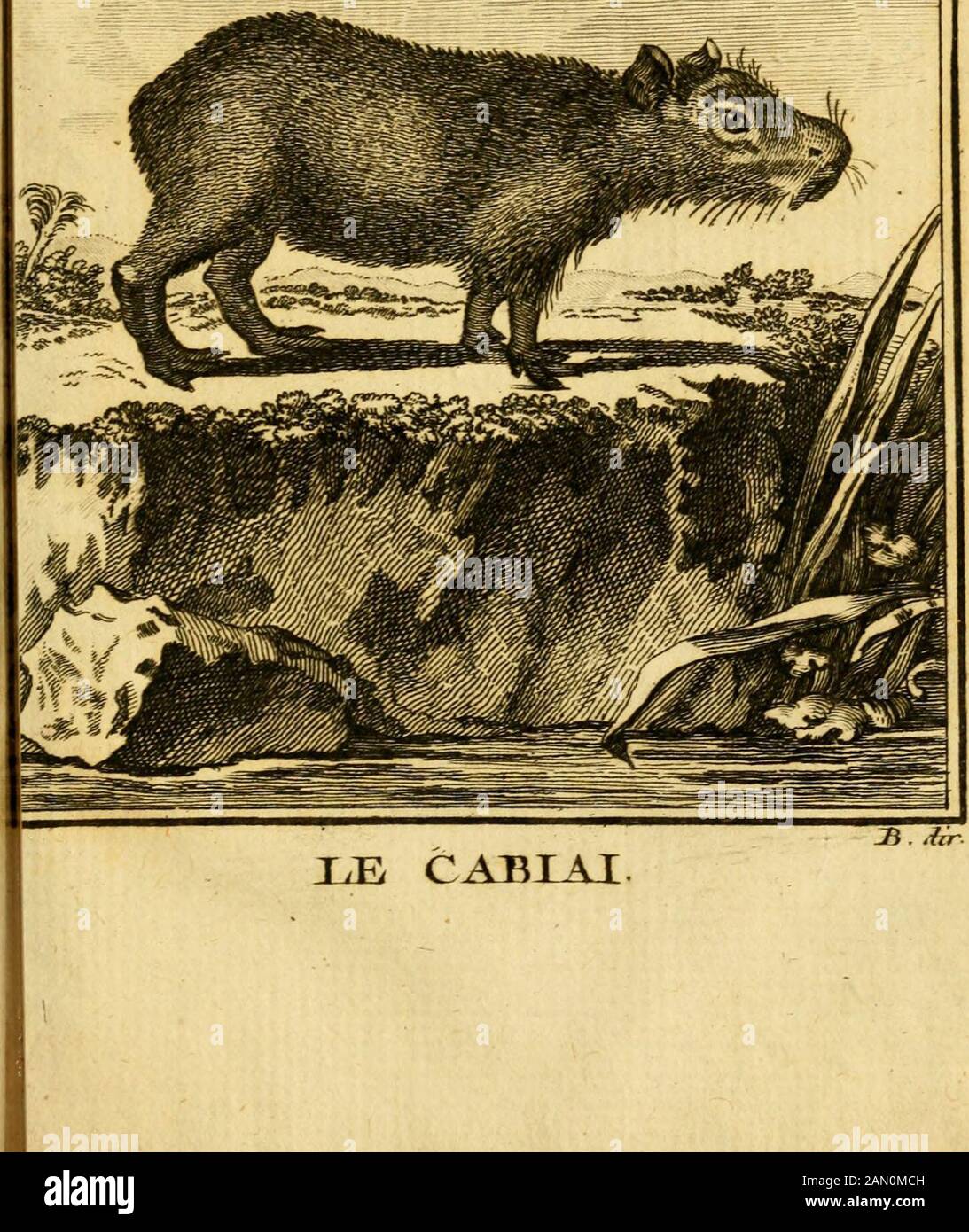 Oeuvres complètes de Mle C[om]te de Buffon ..: Histoire des animaux quadrupèdes .. %^ ^^^^W. du Cahiaï. 473 querelle aux autres animaux, on TapPRI-voife Fans peine, il vient à la voix &fuit afTez volontiers ceux quil connoît&: Qui lont bien traité. On le nour-riiroit à Paris quavec de lorge , de la(alade & des fruits, il seft bien portétant qu * il a fait chaud il paroît, par legrand nombre de Tes mamelles, que lafemelle produit des petits en quanté.Nous ignorons le temps de la geflation, celui de tuement, taccement & par confé-quent la durée de la vie de cet Animal:nos habitans de Cayenne pou Stockfoto