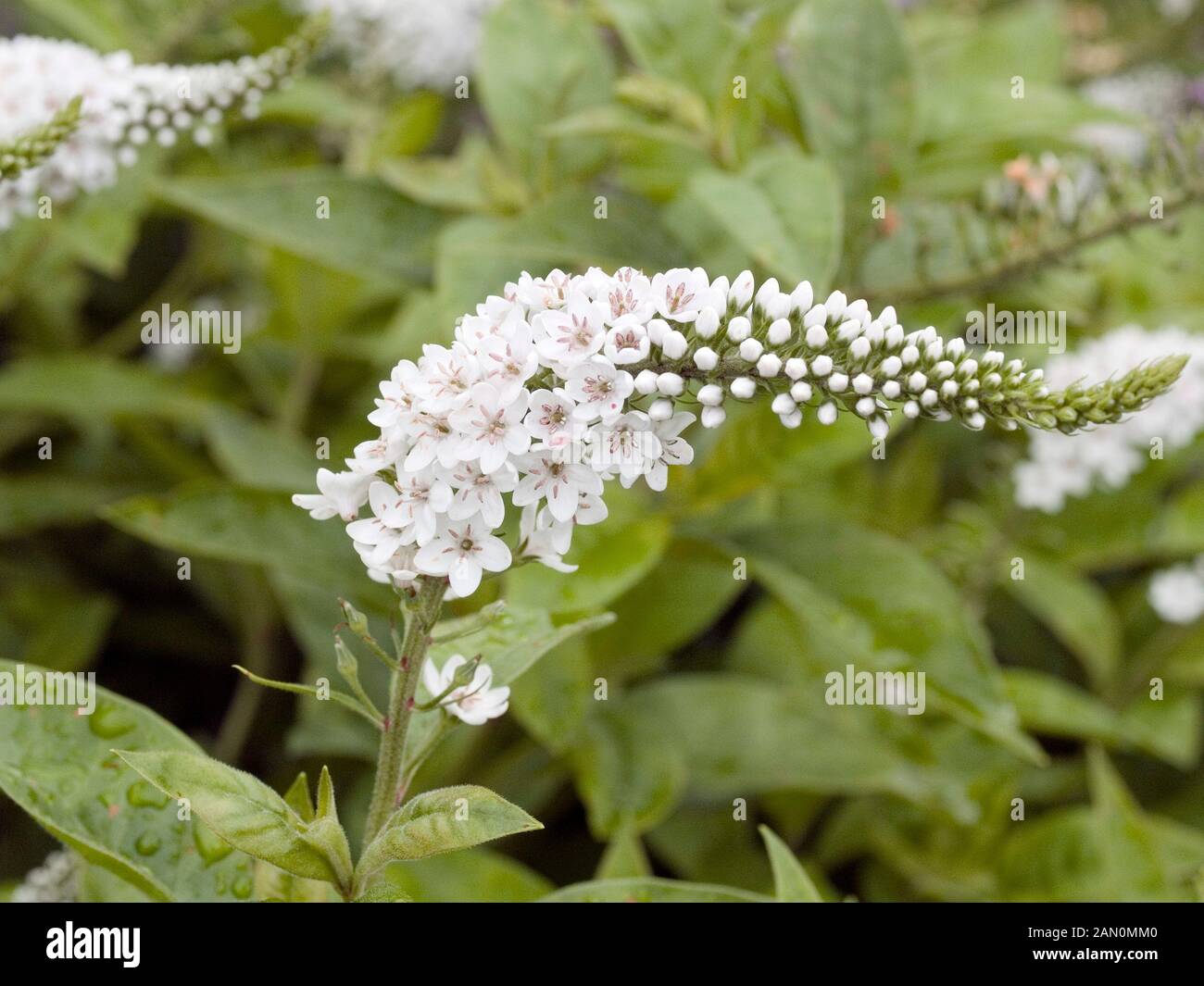 LYSIMACHIA CLETHROIDES Stockfoto