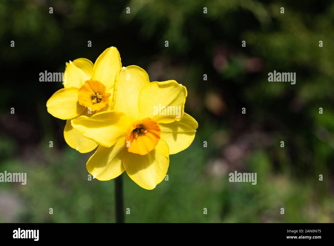 Zwei kleine helle, happy, fröhlich, gelb gold orange kleine Schale einzigartige frühling ostern Narzissen blühen in den Garten im Frühling, Natur Stockfoto