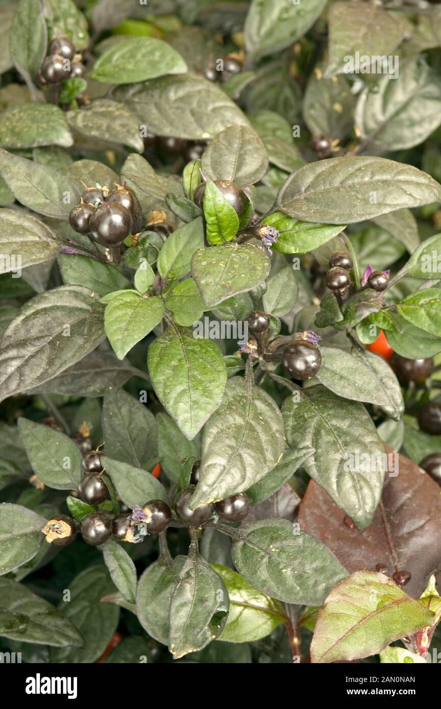 CAPSICUM ANNUUM SCHWARZE PERLE Stockfotografie - Alamy