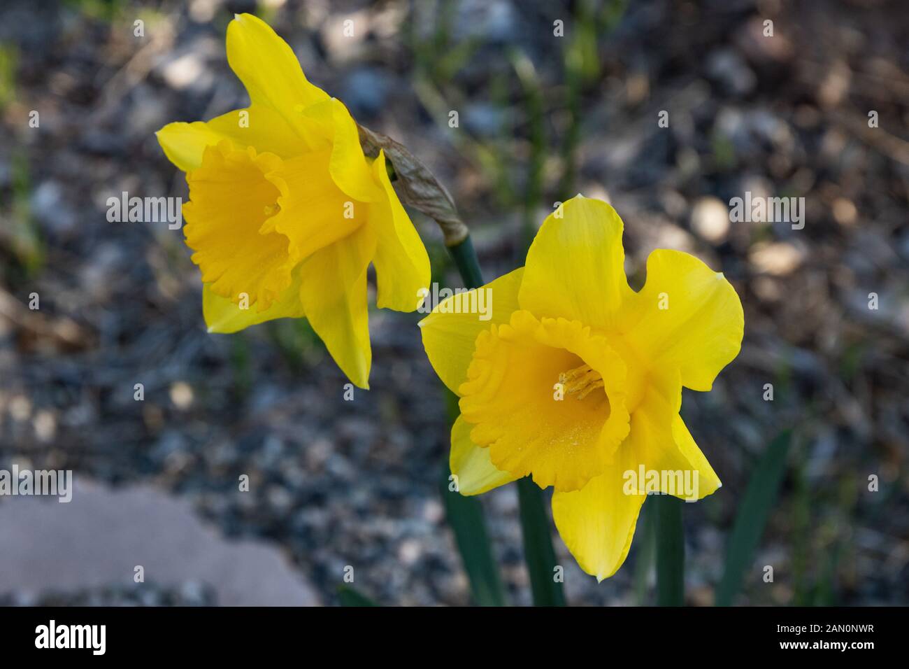 Zwei helle, happy, fröhlich, gelb gold frühling ostern Narzissen blühen in den Garten im Frühling Stockfoto