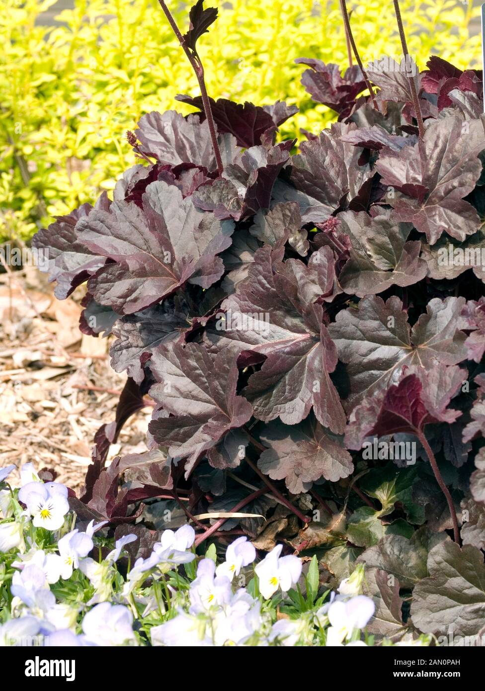 HEUCHERA OBSIDIAN Stockfoto