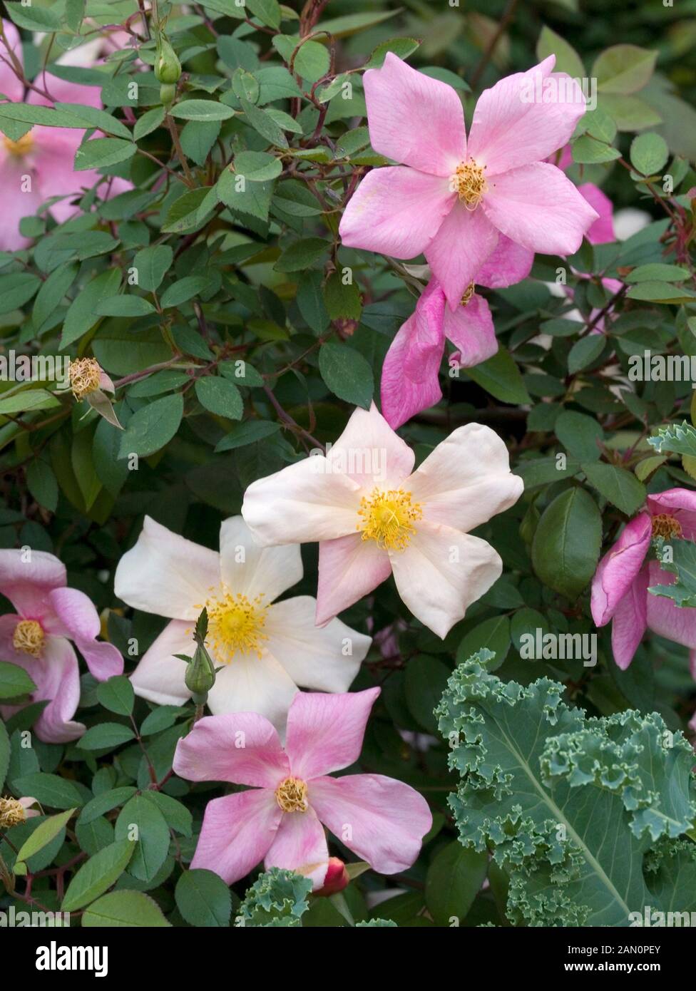 ROSA X ODORATA "STOCKSCHWÄMMCHEN" Stockfoto