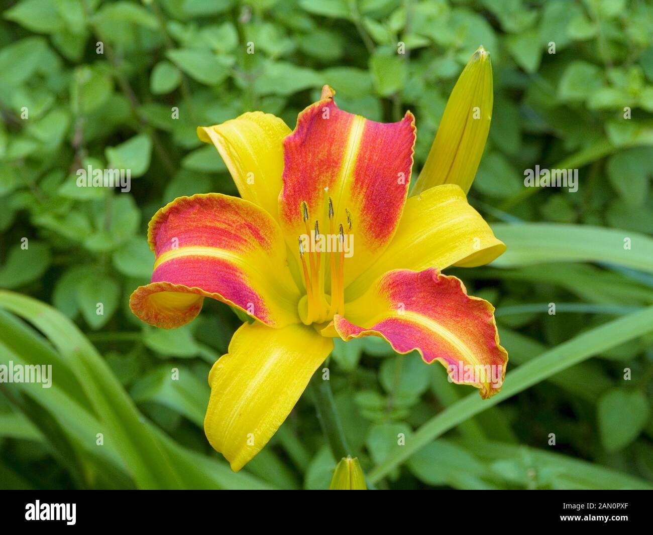 HEMEROCALLIS FRANS HALS Stockfoto