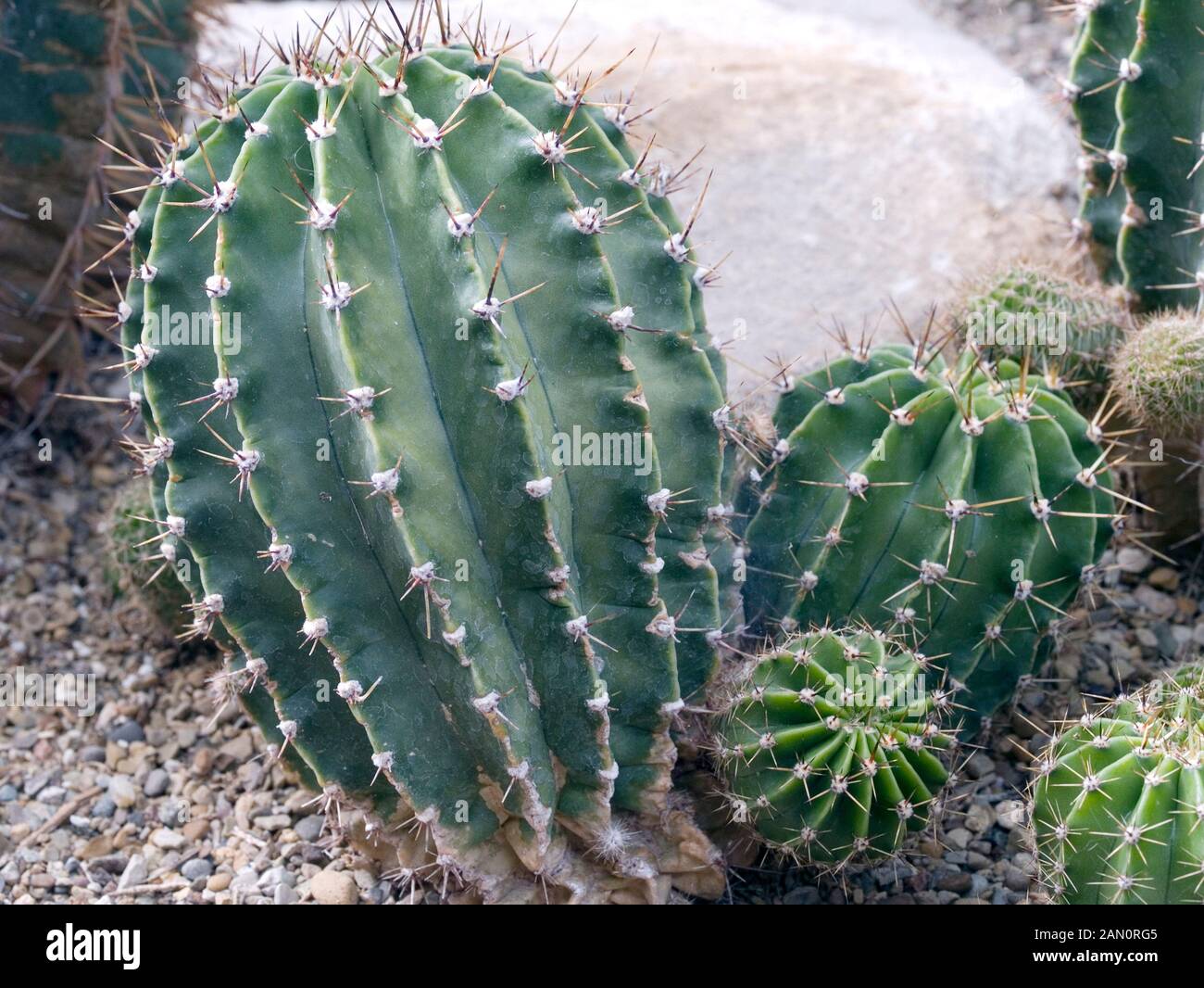 ECHINOPSIS MULTIPLEX Stockfoto