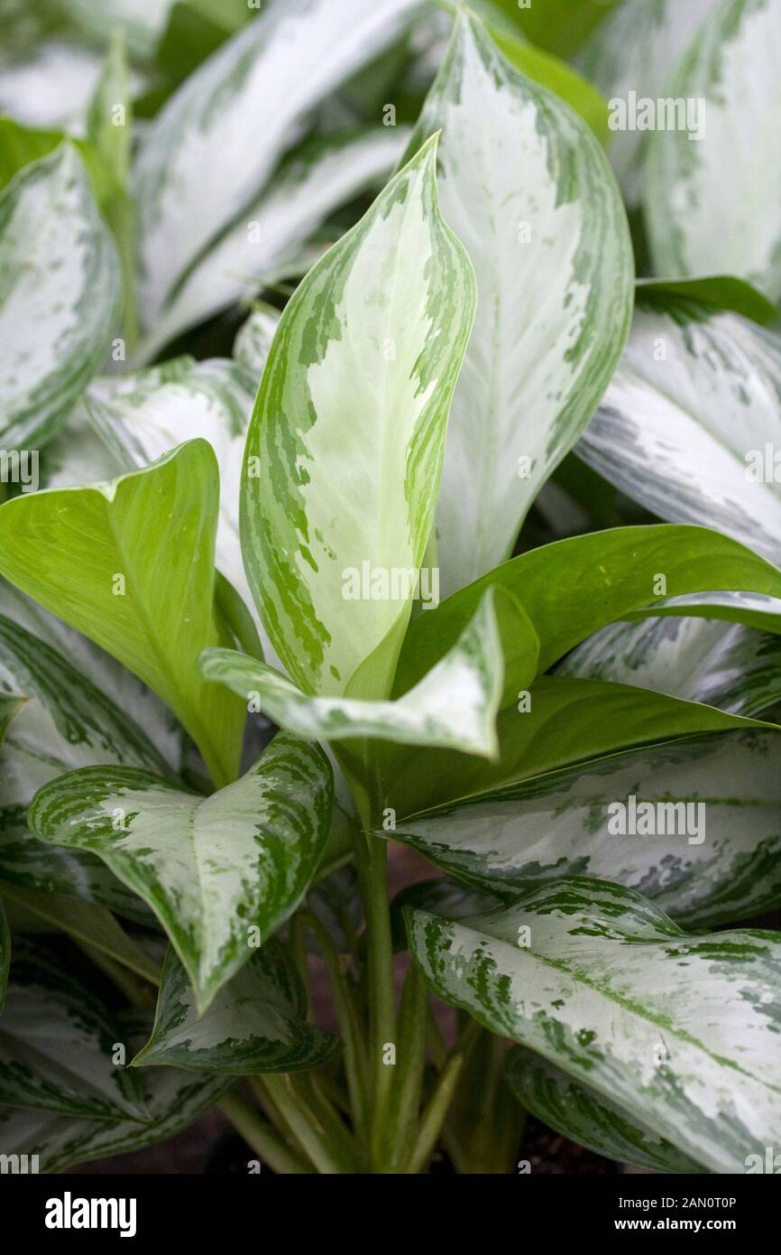 AGLAONEMA SILVER BAY Stockfoto