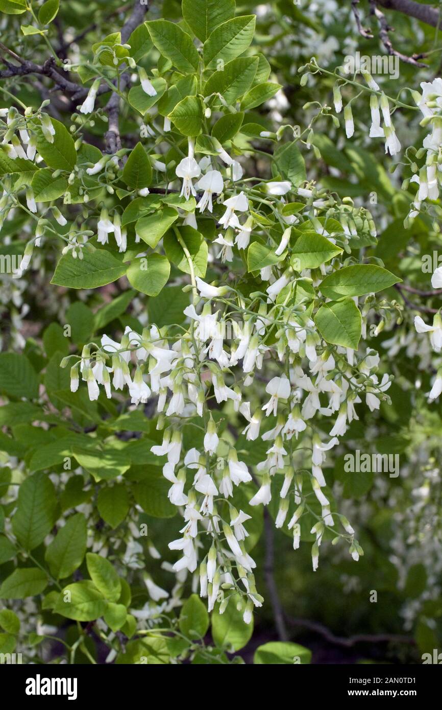 CLADRASTIS KENTUKEA YELLOWWOOD Stockfoto