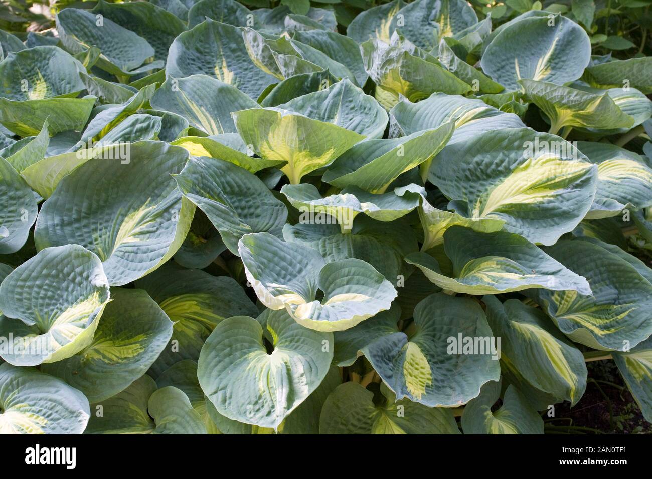 HOSTA DREAM WEAVER Stockfoto