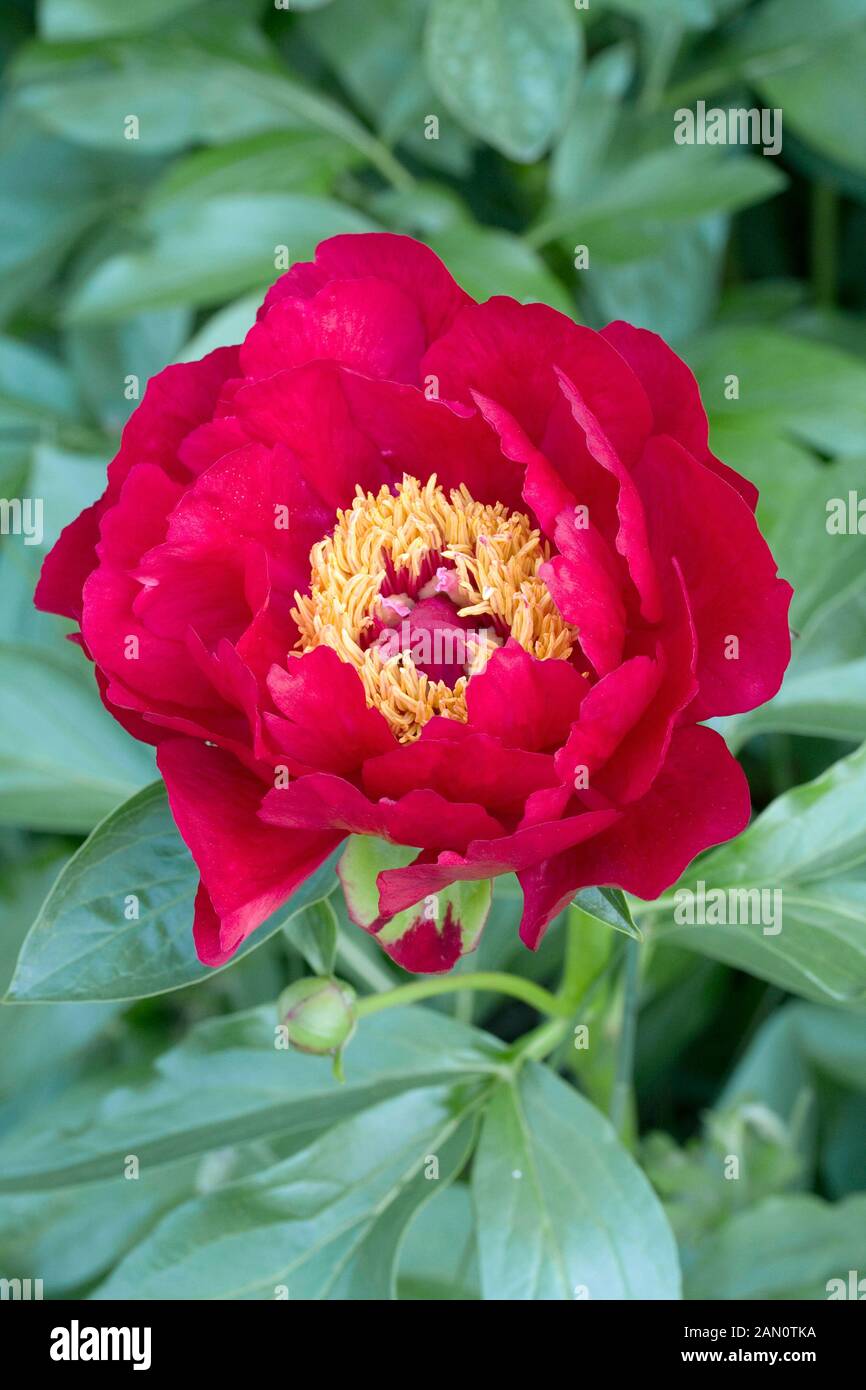 PAEONIA POSTILLION Stockfoto