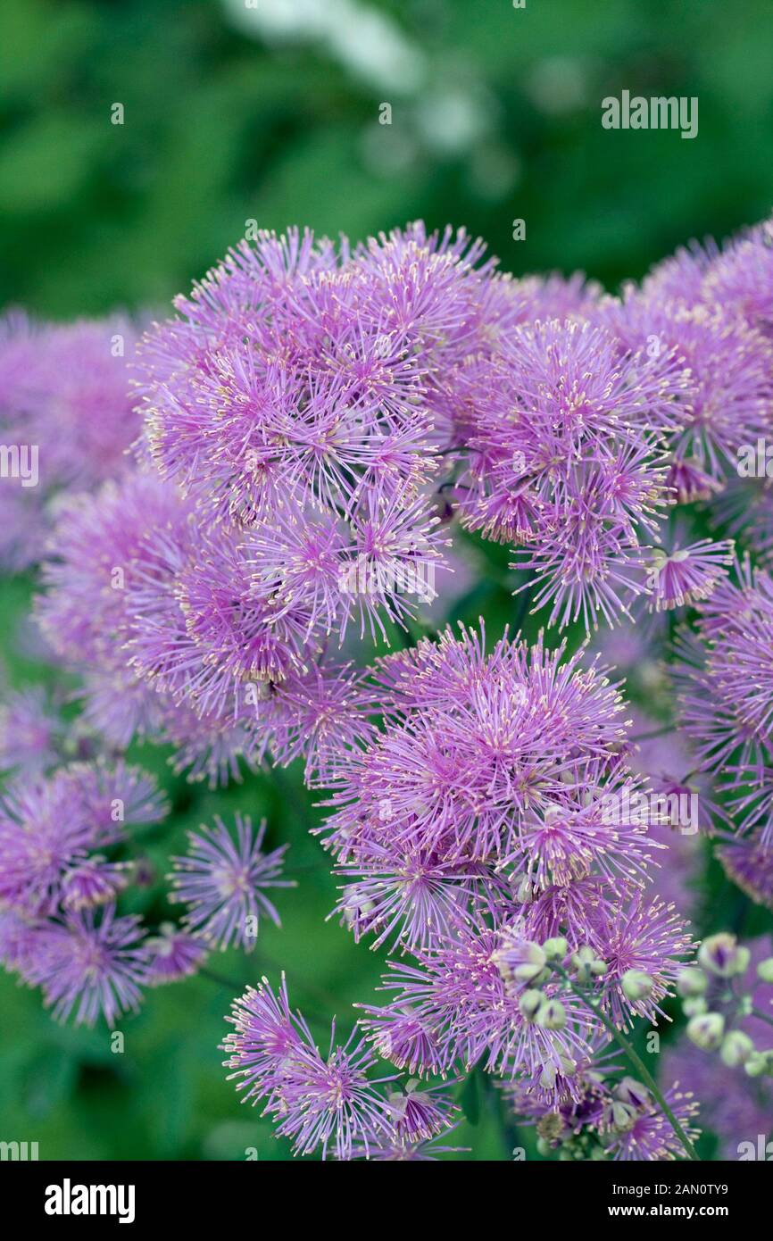 THALICTRUM AQUILEGIFOLIUM Stockfoto