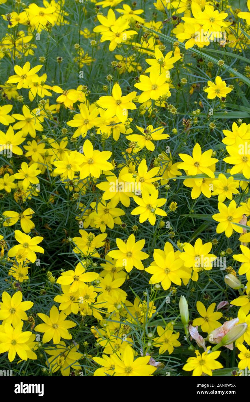 COREOPSIS VERTICILLATA GOLDENE DUSCHEN Stockfoto