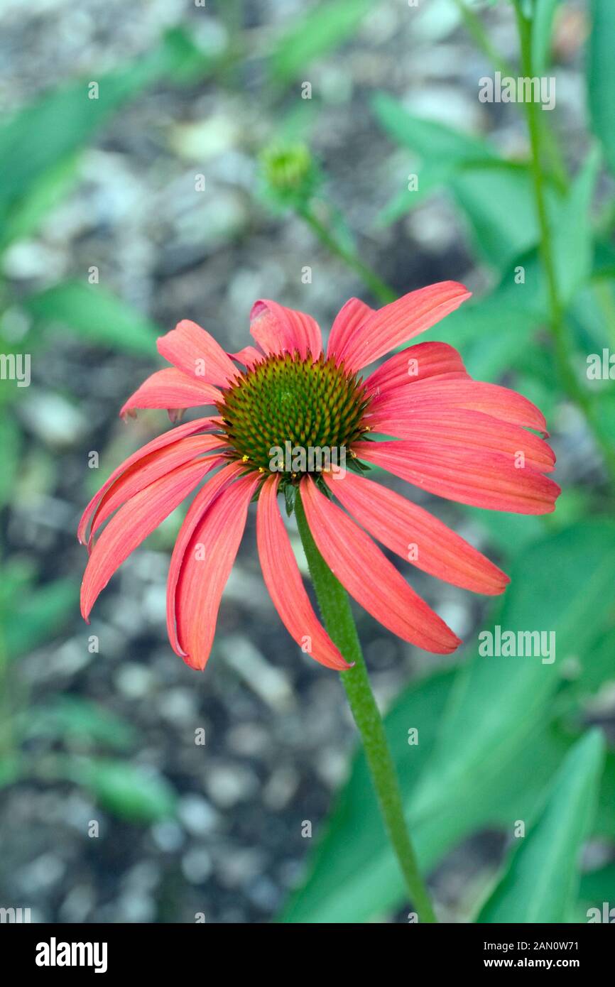 ECHINACEA-TOMATENSUPPE Stockfoto