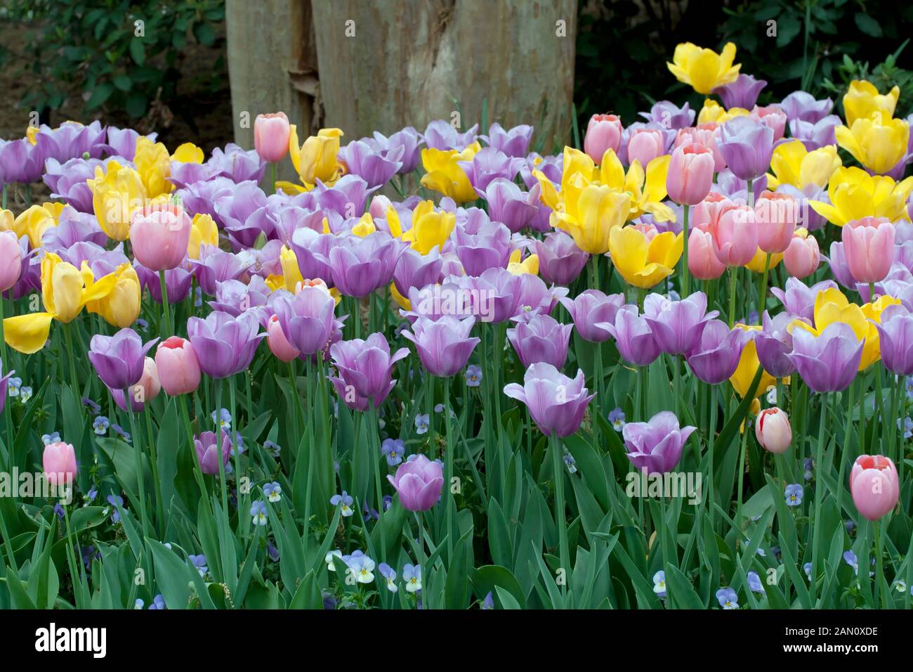 TULIPA 'GOLDEN OXFORD' 'MENTON' 'VIOLET BEAUTY' Stockfoto