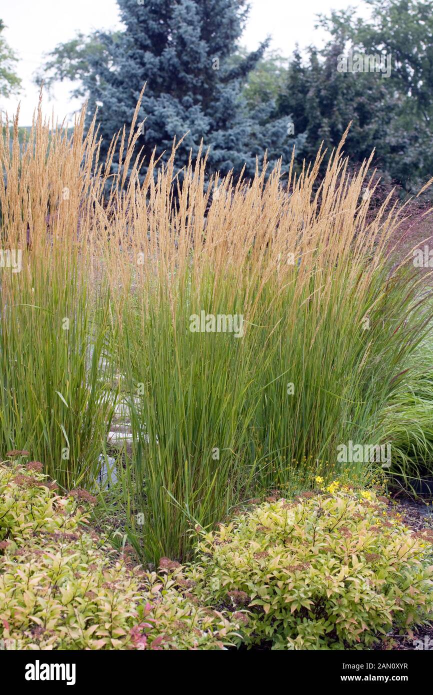 CALAMAGROSTIS 'KARL FOERSTER' Stockfoto