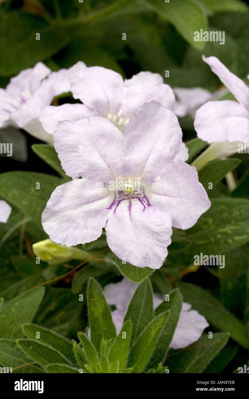 RUELLIA HUMILIS Stockfoto