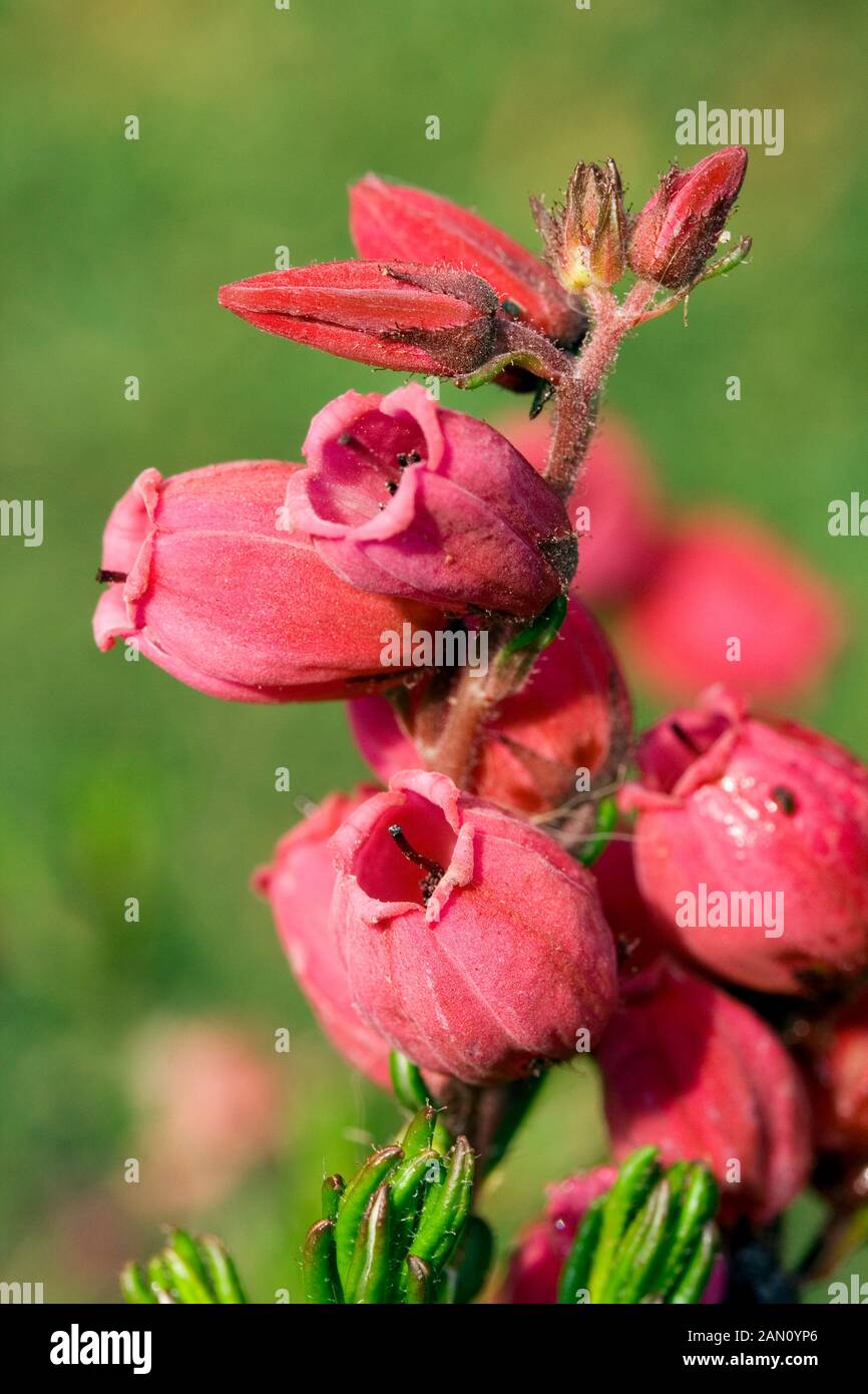 DABOECIA CANTABRICA "AMELIA" Stockfoto