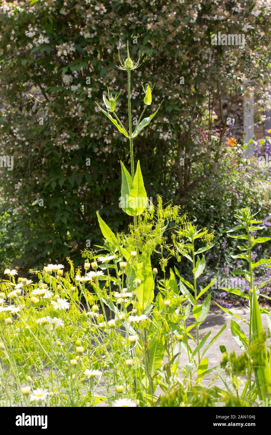 DIPSACUS FULLONUM ISATIS TINCTORIA UND ANTHEMIS TINCTORIA IN VERBINDUNG BEI GAINSBOROUGH ES HAUS GARTEN SUDBURY Stockfoto