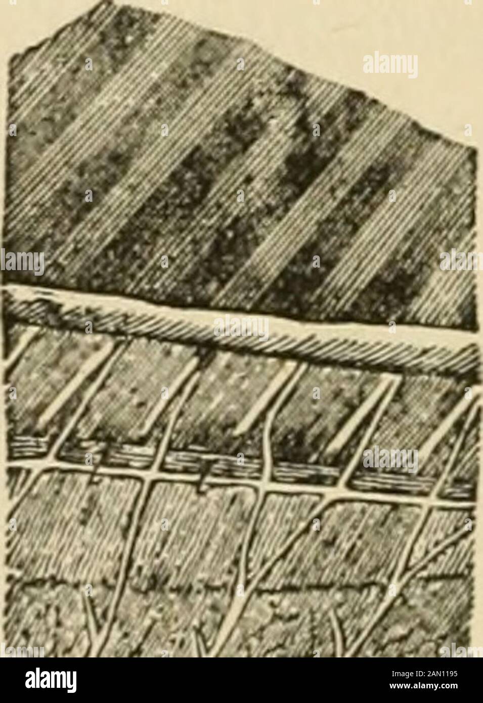 Die Gesetze und die Mechanismen der Zirkulation, mit dem Prinzip der Bewegung von Tieren. Abb. 167.-Nerven für Den Kabeljau (Gadus Morrhua); reduzierte.-Abbildungen der Com-parativen Anatomie des Nervensystems, 4to. Im Jahr 1835. Von Joseph Swan. 1,2, 3,4, Nervi laterales, gebildet aus der vereinigung der fünften und achten Paare, die zeigen, dass sie mit den rami ventrales und rami dorsales der Spinalnerven in Verbindung stehen, um die Teile mit der Medulla oblongata und dem Atemzentrum zu vereinheitlichen; V,ventrale Finne, die die Nerven (5, 6) zeigt, die vom u nervus lateralis in sie laufen; * P, Brustflossen, ähnlich versorgt Stockfoto