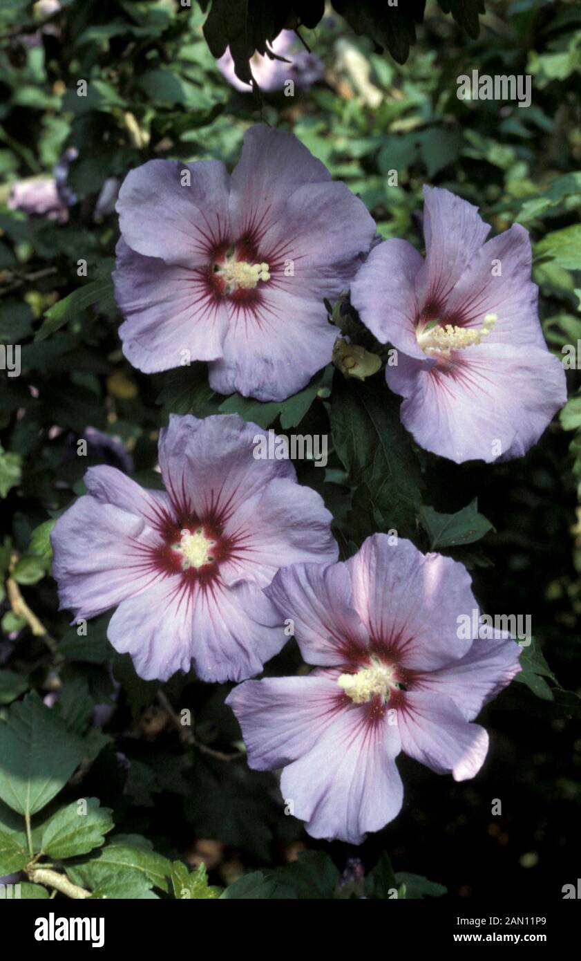 HIBISCUS SYRIACUS BLUE BIRD OISEAU BLEU Stockfoto