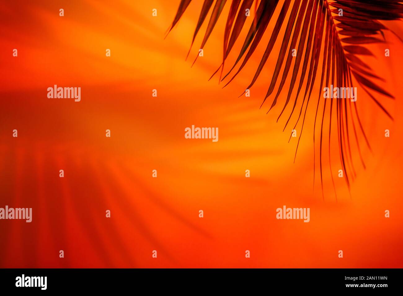 Schatten der Palme Blätter in Gelb Rot üppigen lava Farben Stockfoto