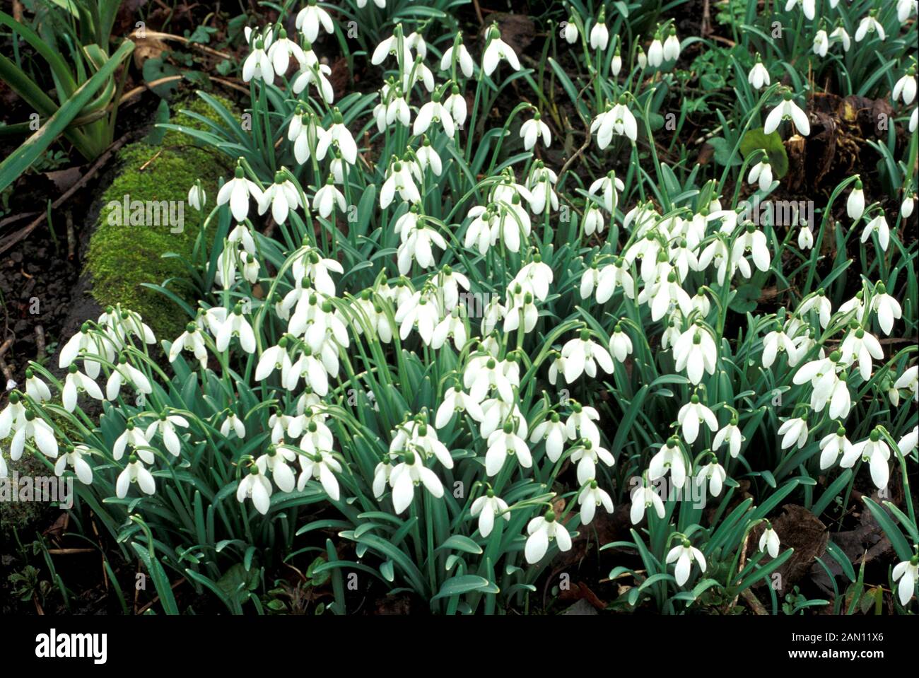 GALANTHUS NIVALIS GEMEINSAME SCHNEEGLÖCKCHEN MASSE DER BLÜTEN UND BLÄTTER Stockfoto