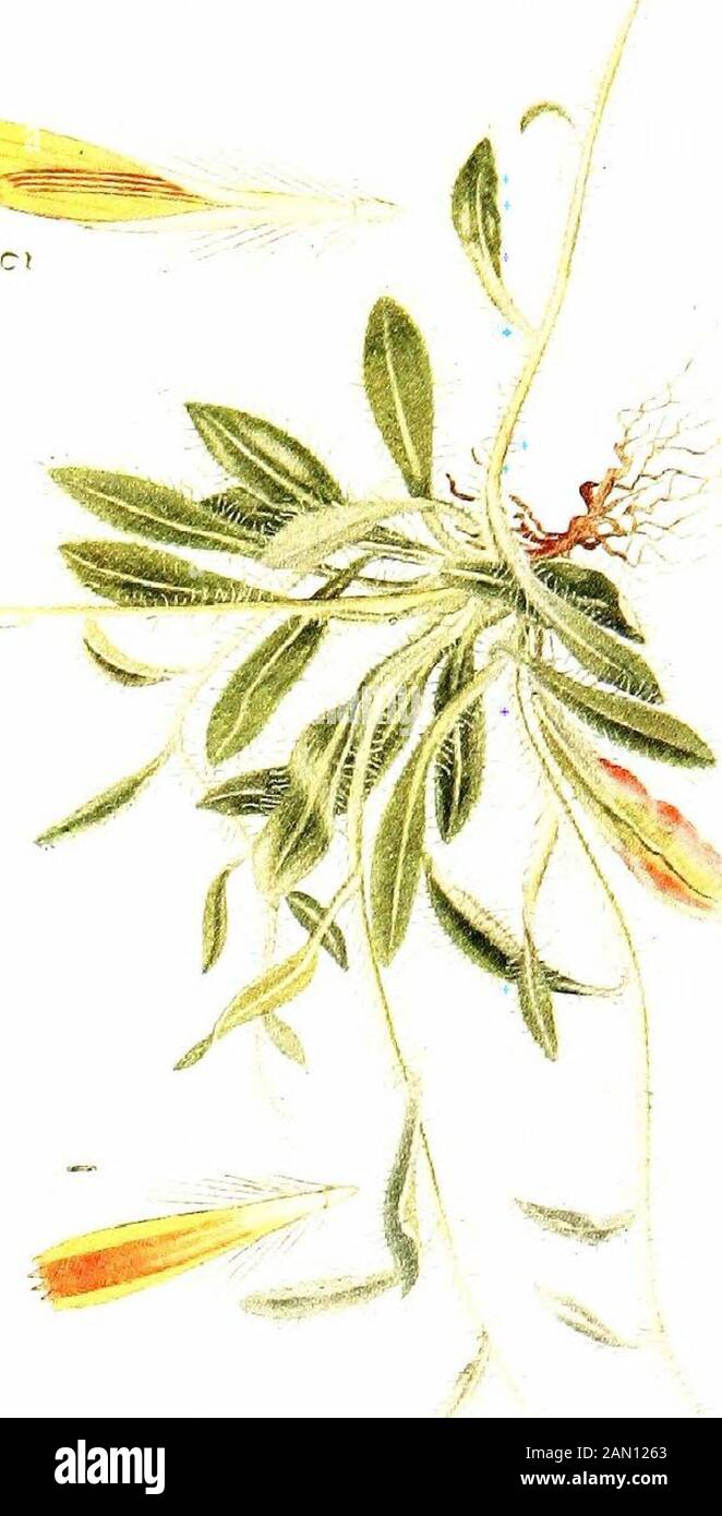 Pflanzenwelt, mit 74 ganzseitigen Illus., 24 davon auf Fotos, vom Autor und 50 in Farbe aus Zeichnungen . Nachforschungen von Hugh Miller) - solche fossilen Pflanzen, die man gefunden hat, sind denen karboniferer Zeiten sehr ähnlich.Einige der Hauptpflanzengruppen, die heute in der palseozoischen Epoche eriert werden. Sind diese Fakten im Stillstand gegen die Evolutionstheorie? Asuredly not.Nach der Fossilaufzeichnung von den ersten Reliableremains bis in die jüngste Zeit finden wir reichlich Beweise für die Entwicklung - der Evolution - und wir erkennen die Tatsache, dass komplette Pflanzengruppen im Verlauf des vollständig ausgelöscht werden Stockfoto