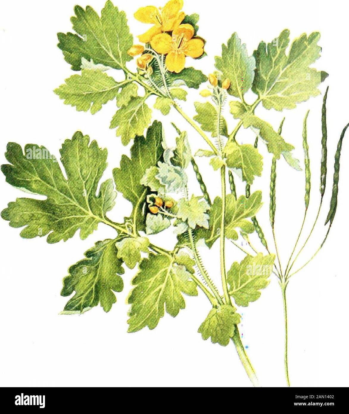 Pflanzenleben, mit 74 ganzseitigen Abb., 24 davon auf Fotos, vom Autor und 50 in Farbe aus Zeichnungen . d Blumen. In einigen Formen - zum Beispiel in der Daisy (Bellis perennis) - gibt es zwei Arten von Röschen - die Scheibe und den Strahl. Letztere machen den Blumenkopf auffällig; in Somekasen sind sie steril. Der Blumenkopf der Gemeinddaisie, obwohl er gemeinhin als Blume gesprochen wird, besteht aus etwa 250 Einzelblüten, die zusammengefügt werden. Davon sind etwa fünfzig weiße, stachelige Florettblüten, die jeweils einen Pistil haben, aber keine Staubblätter;während etwa 200 röhrenförmige, fünfspaltige gelbe Blumen, ausStaubblätter a Stockfoto