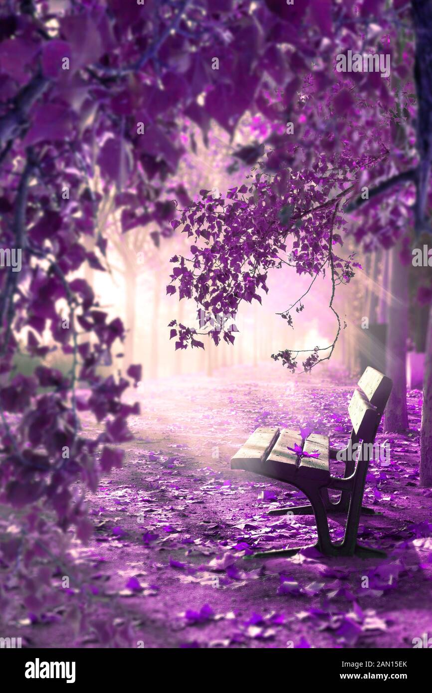 Dreamscape und das Märchen Konzept. Sonnenlicht durch die Äste der Bäume und die Nebel des Morgens. Stockfoto