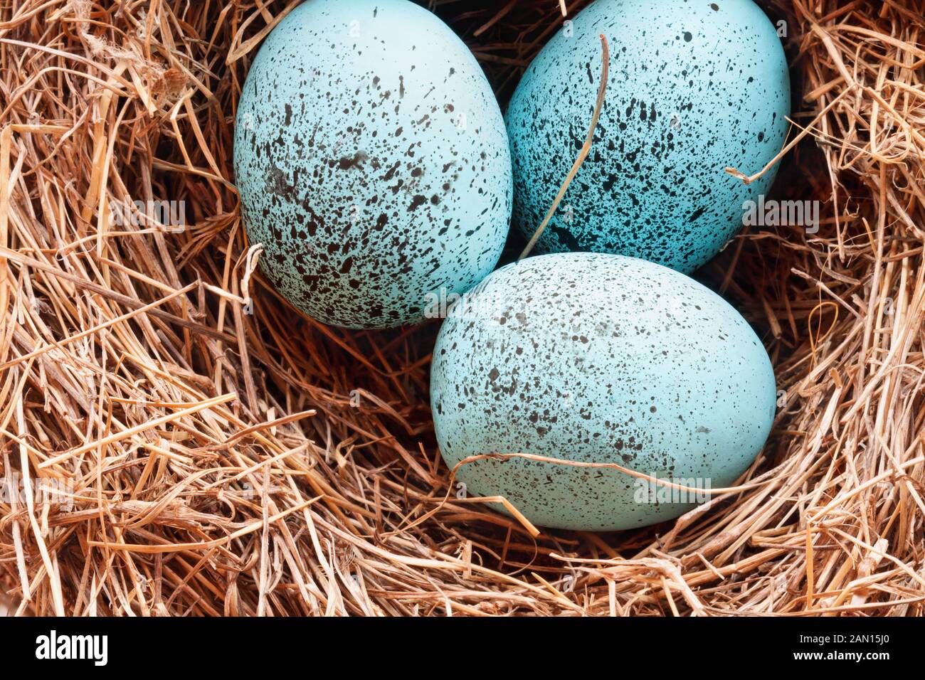 Makro von gesprenkelten Robin blue songbird Eier in eine echte Vögel nisten. Stockfoto