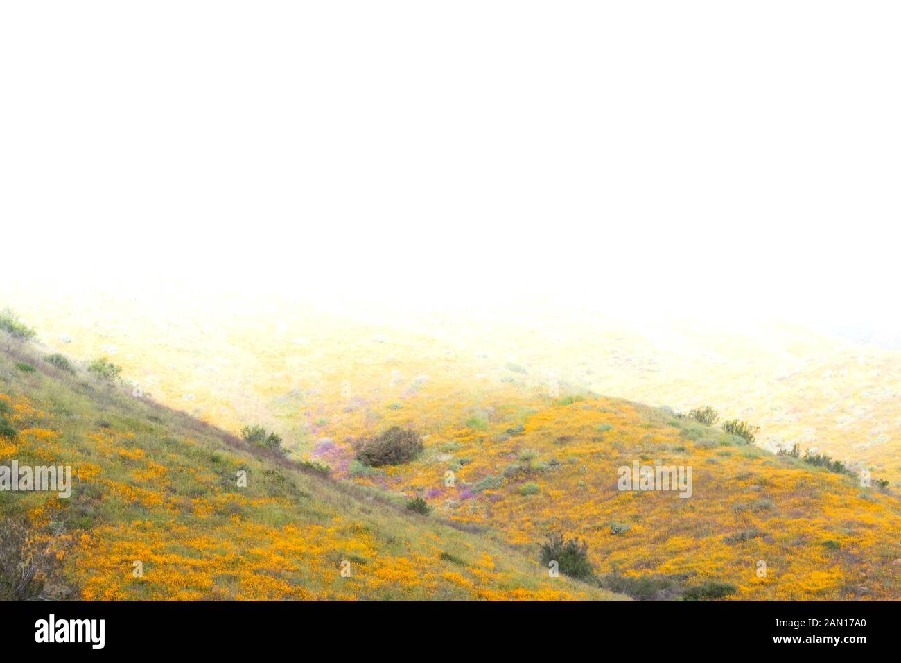 Helles orange pulsierende lebendige goldene Kalifornien Mohnblumen, saisonale Frühling einheimische Pflanze, Wildblumen in voller Blüte, atemberaubende Hanglage superbloom Stockfoto