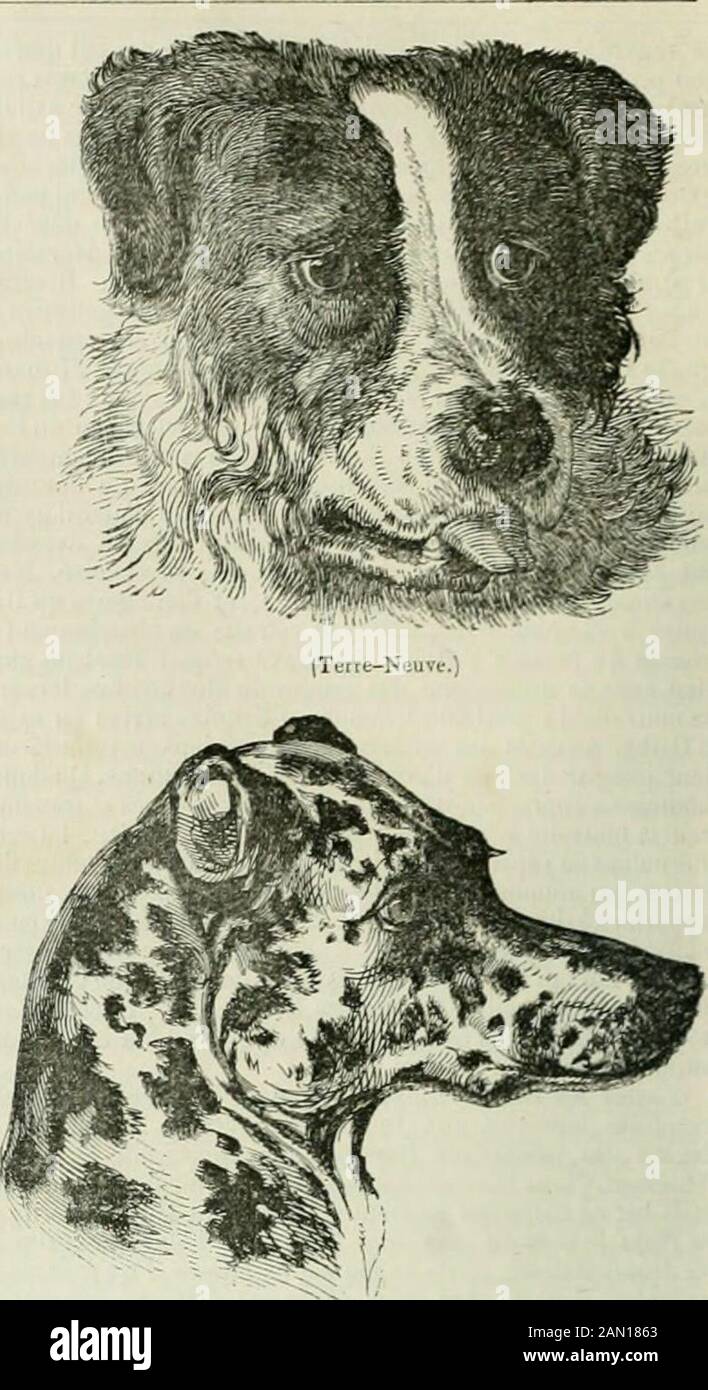 L'Illustration : Journal universel . JBouU-du.) où lon risque, quoi quen disele très-véridique prospekt, de ne jamais rencontre Ti-tien, Marino Faliéro, Paul Vé-ronèse el le Conseil îles Dix. authéâtre reste, nous ne sommesencore que des enfants sur cetarticle des promenades nauti-ques, et nos gondoles véni-tiennes, nouvellement écloses, liml élégantes quelles sont,ne peuvent se comparer   flottant dont la ville de-York se donnes en cemoment la Révépar, le par le prépépépépépépépépépépépépépépépément, le et le Des renseigna nts di au-thenticité tout à lail respectable. CE thé Stockfoto