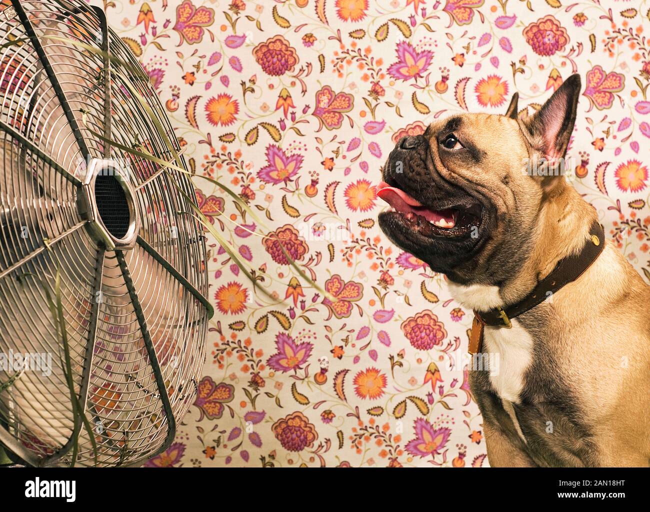 Ein französischer Bulldogge, der mit einem Ventilator cool bleibt Stockfoto