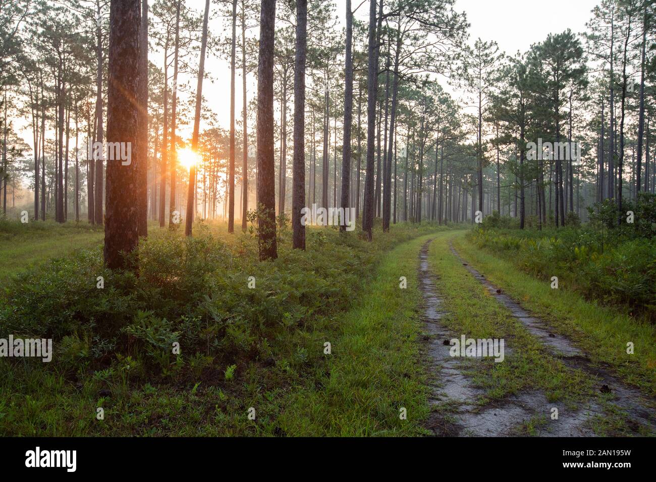 Sonnenaufgang über Wald in South Carolina Stockfoto